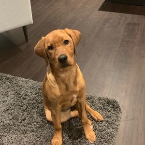 Meet your Posher, Philip